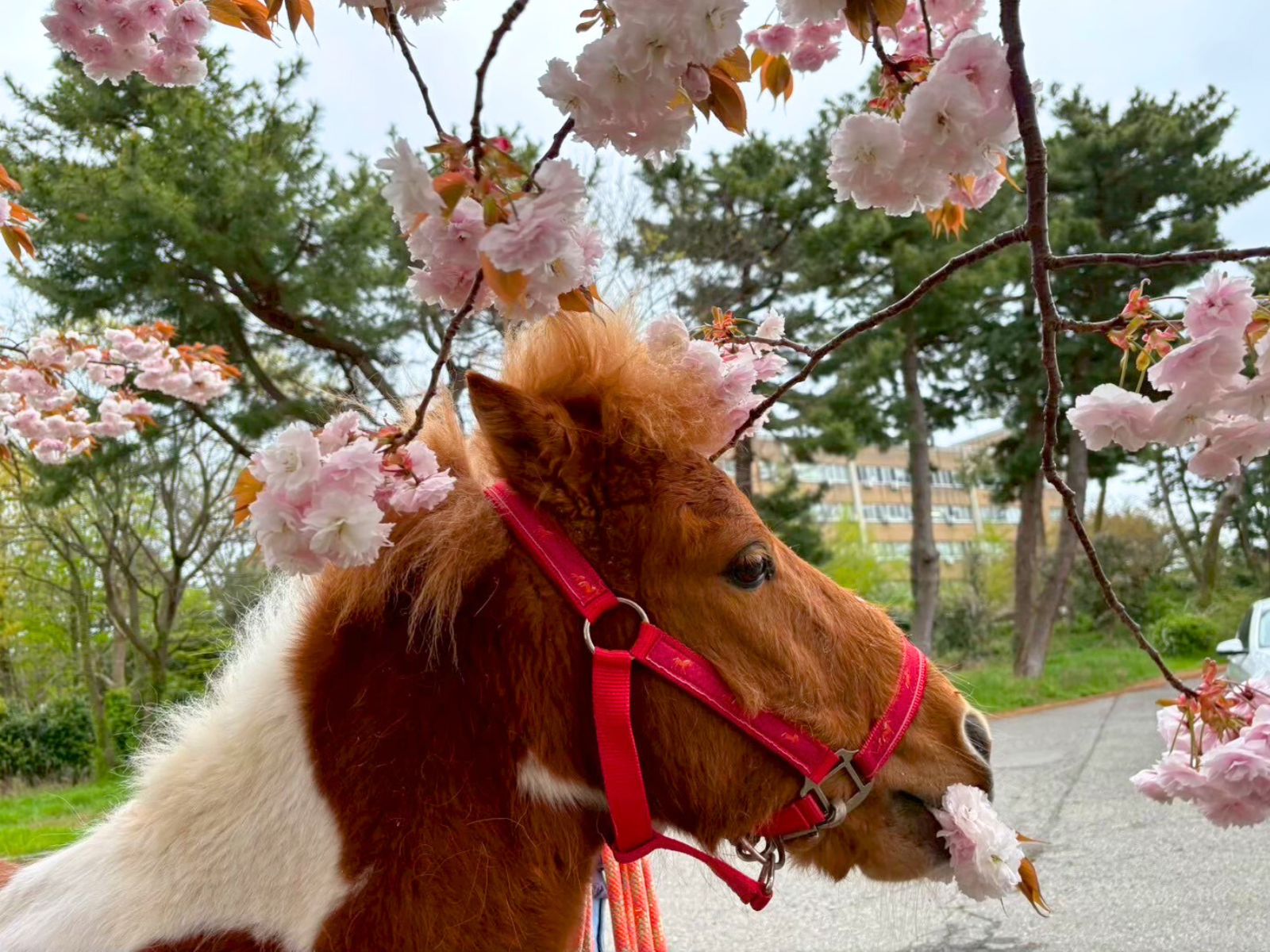 はっぴーのサブ画像