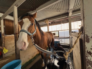 ルクスソレイユの画像