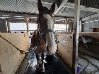 ルクスソレイユのサブ画像