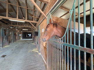 ナムラトレビアンのサブ画像