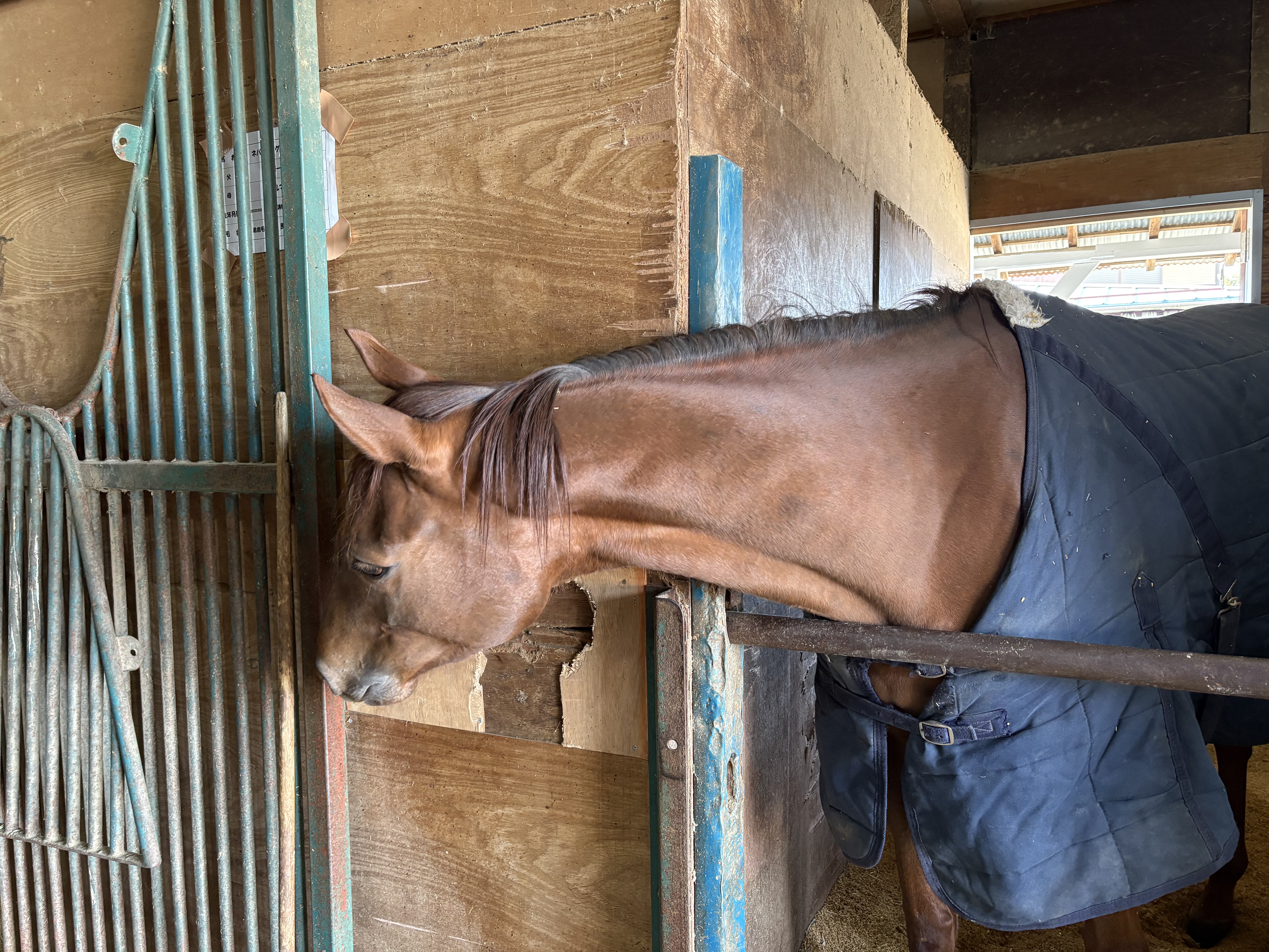 ナムラトレビアンの画像