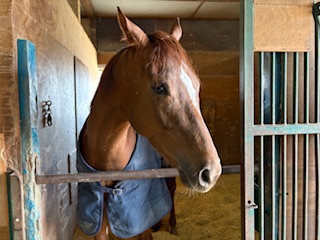 ナムラトレビアンのサブ画像