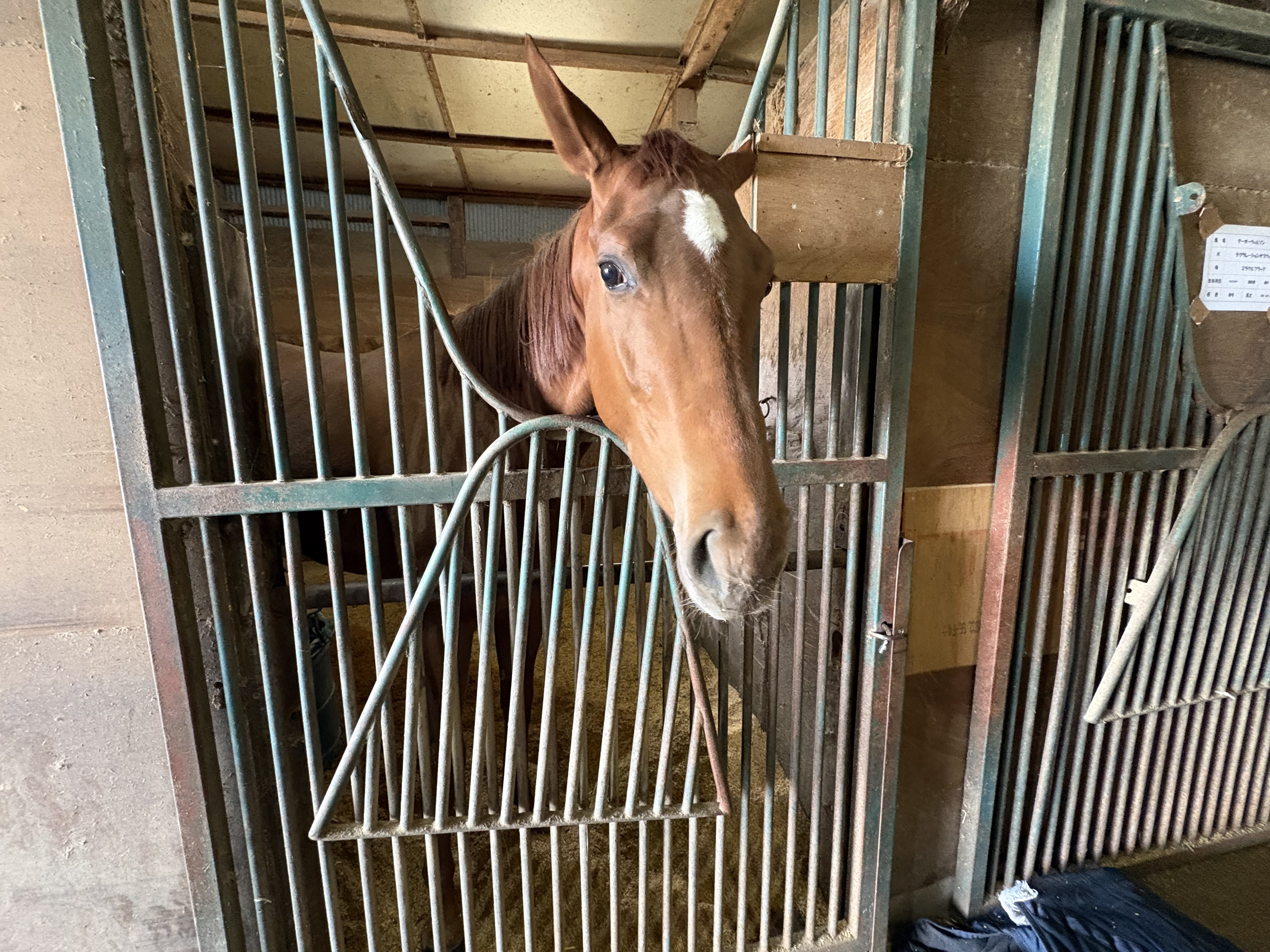 ウサギチャンの画像