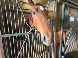 ウサギチャンのサブ画像