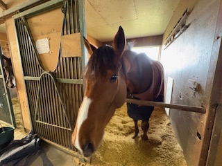 ルーンサフィールのサブ画像