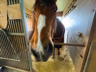 ルーンサフィールのサブ画像