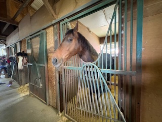 フィリオアレグロの画像