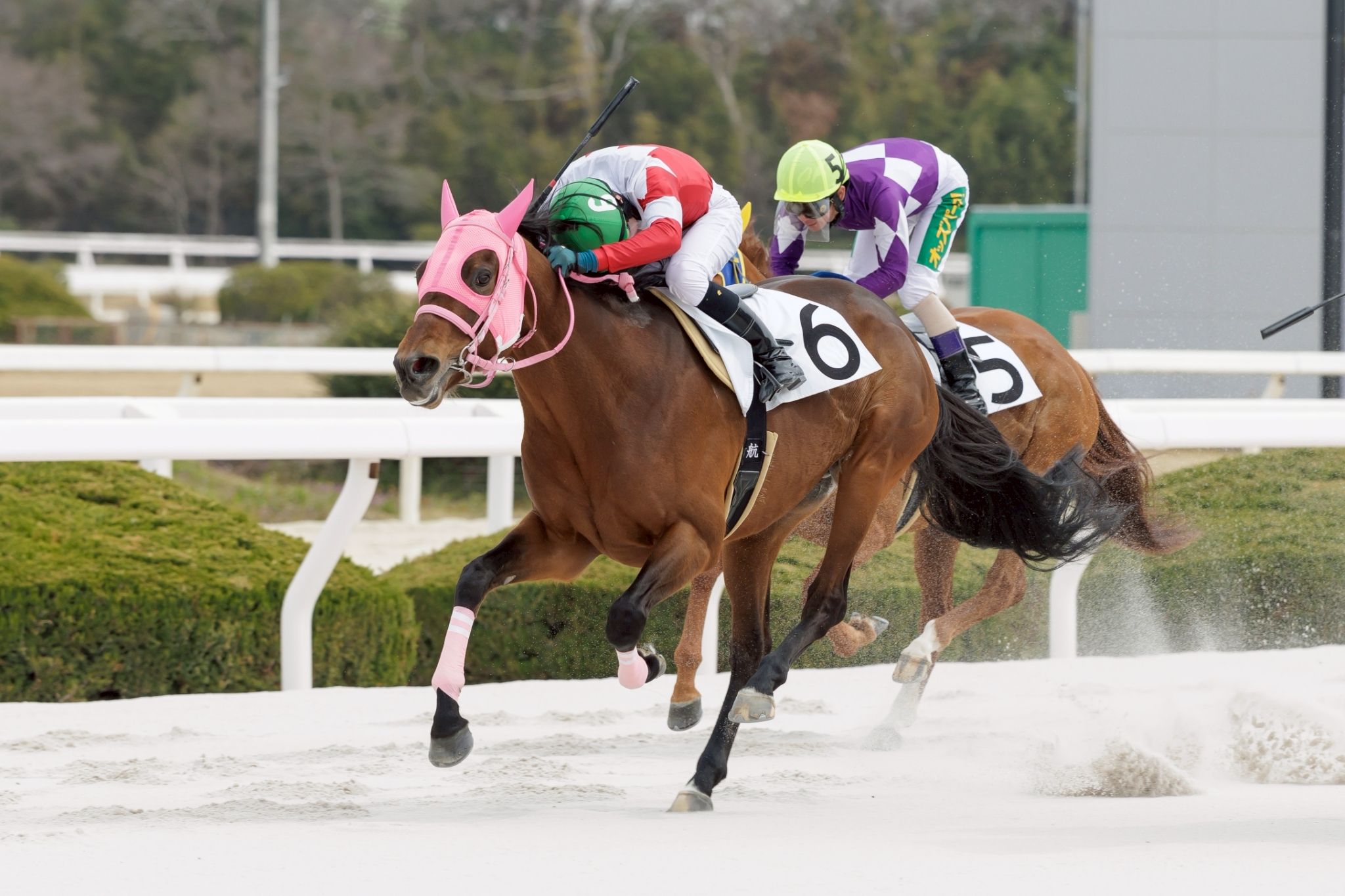 ダイシチセイの画像