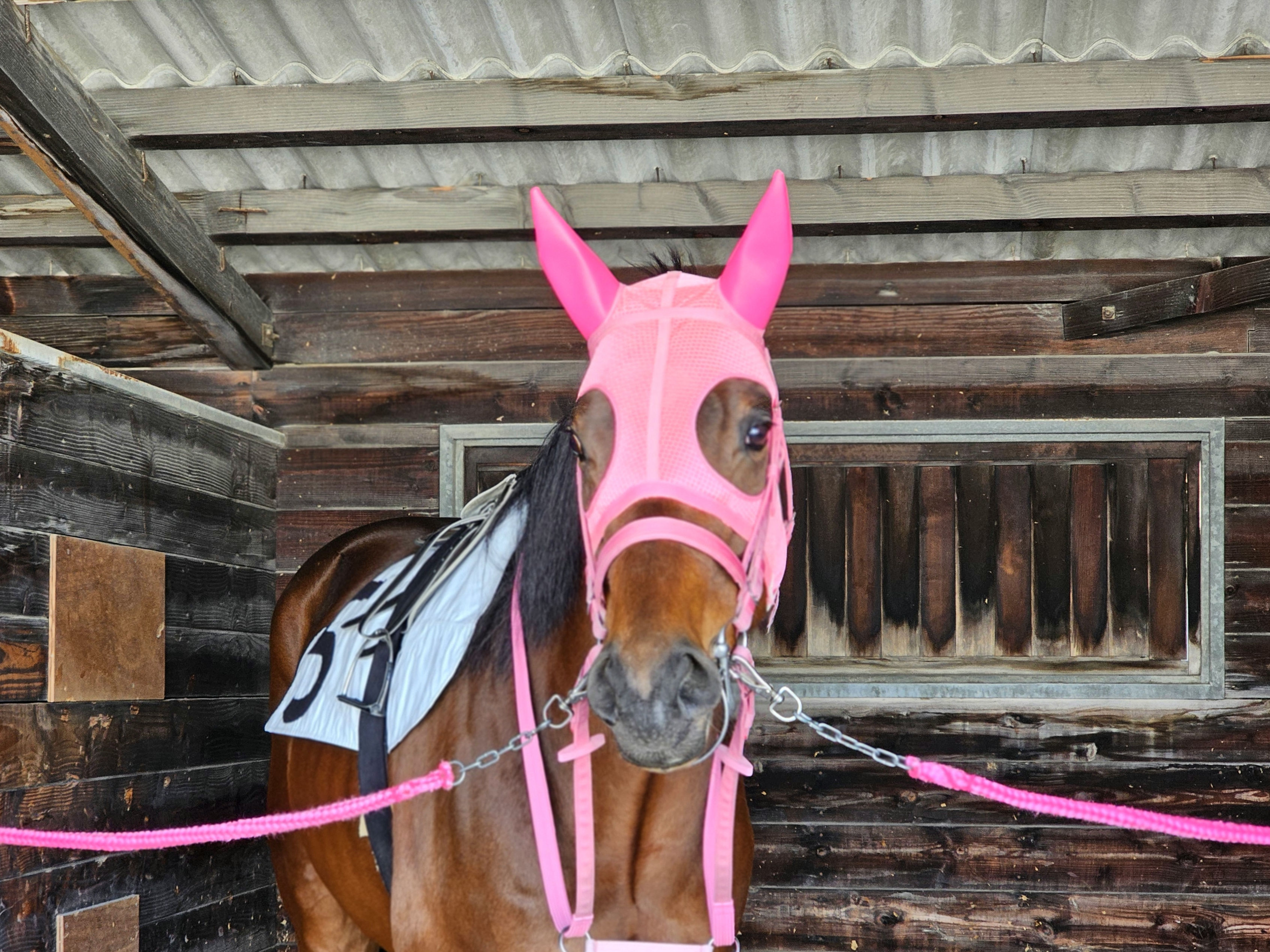 ダイシチセイのサブ画像