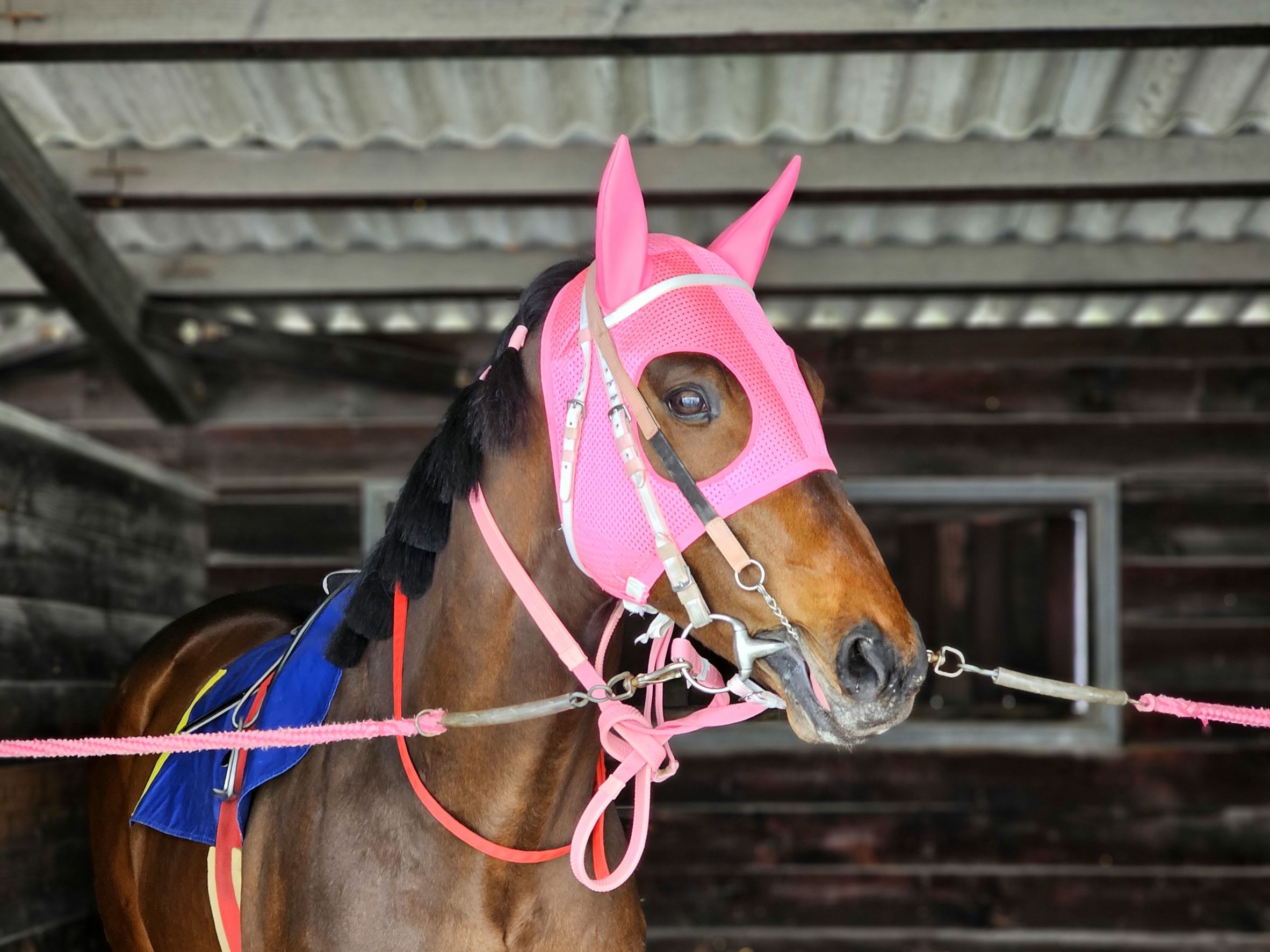 グランドルチルの画像