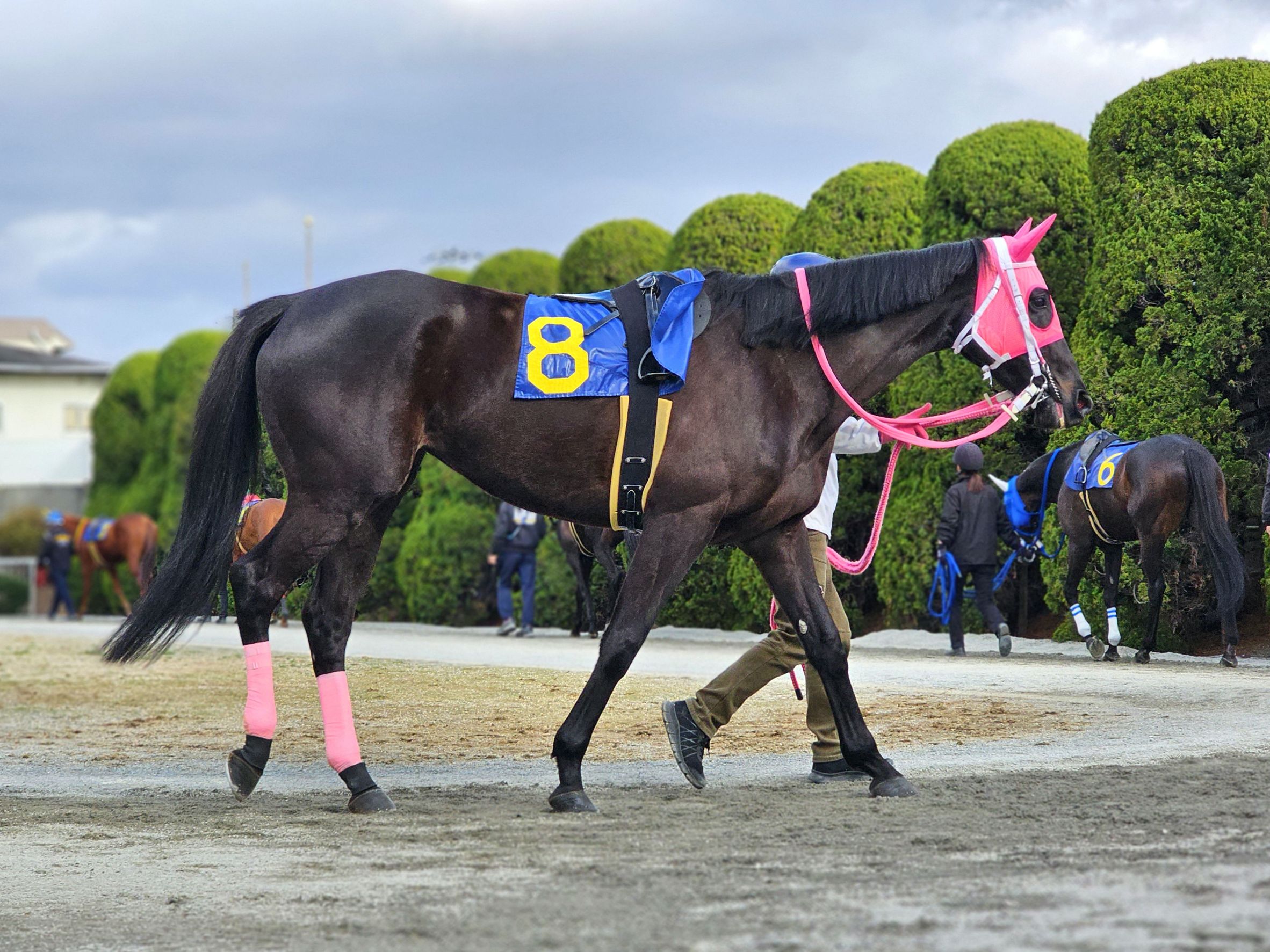 オズモポリタンの画像