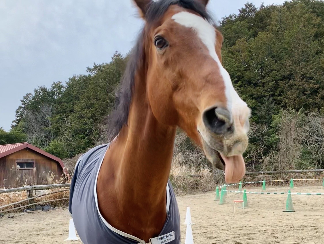 ファンタズミックの画像