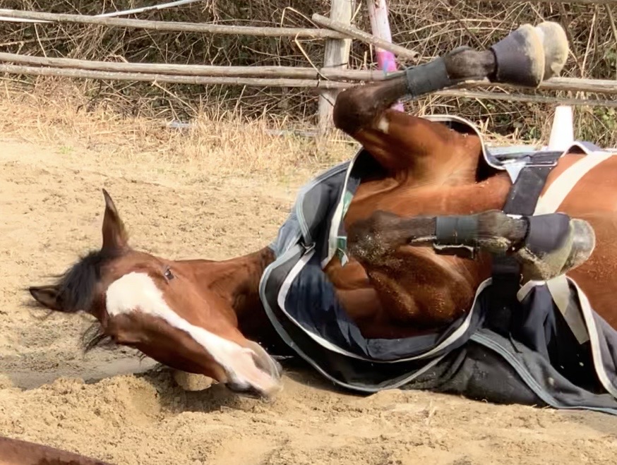 ファンタズミックのサブ画像