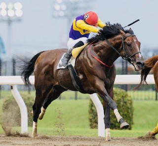 ナンカンダマシイの画像