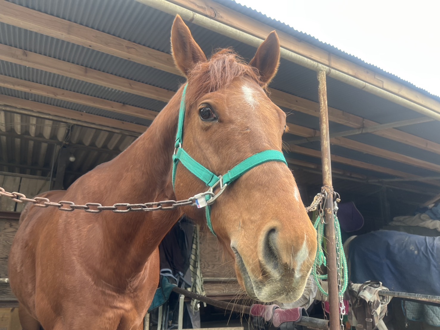 フォーヴィスムのサブ画像