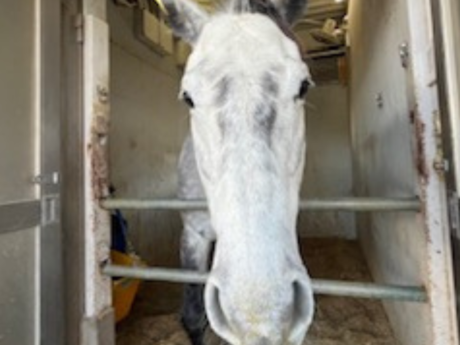 シャイニングヒカリのサブ画像