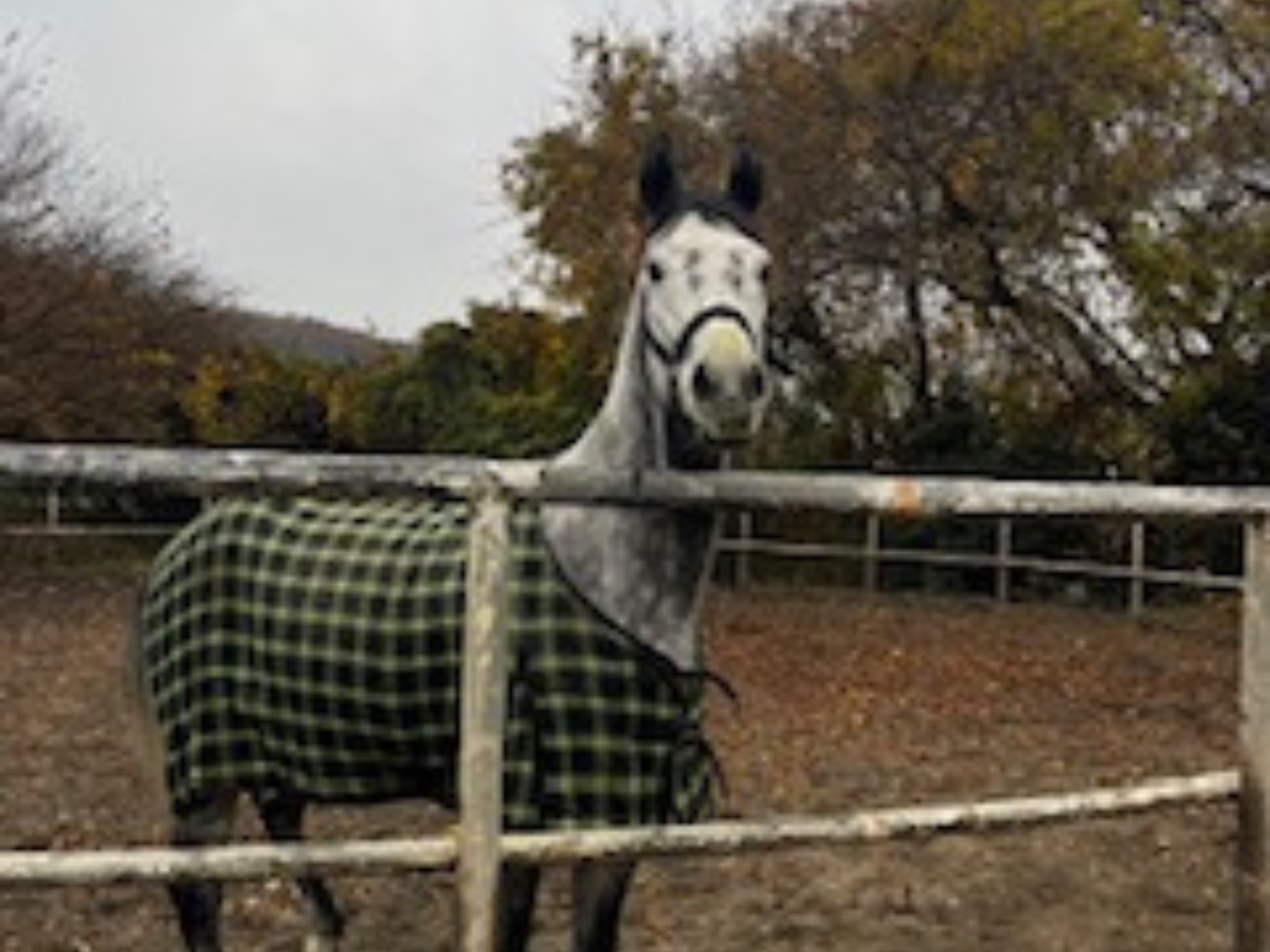 シャイニングヒカリのサブ画像