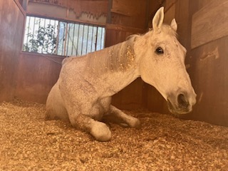 ビービートルネードの画像