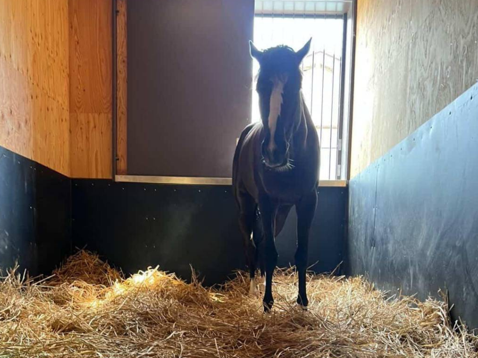 ラモンパンサーのサブ画像