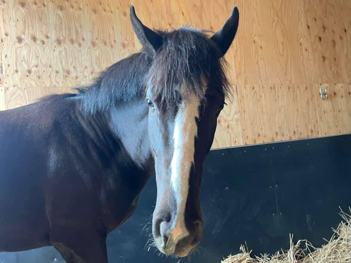 ラモンパンサーの画像