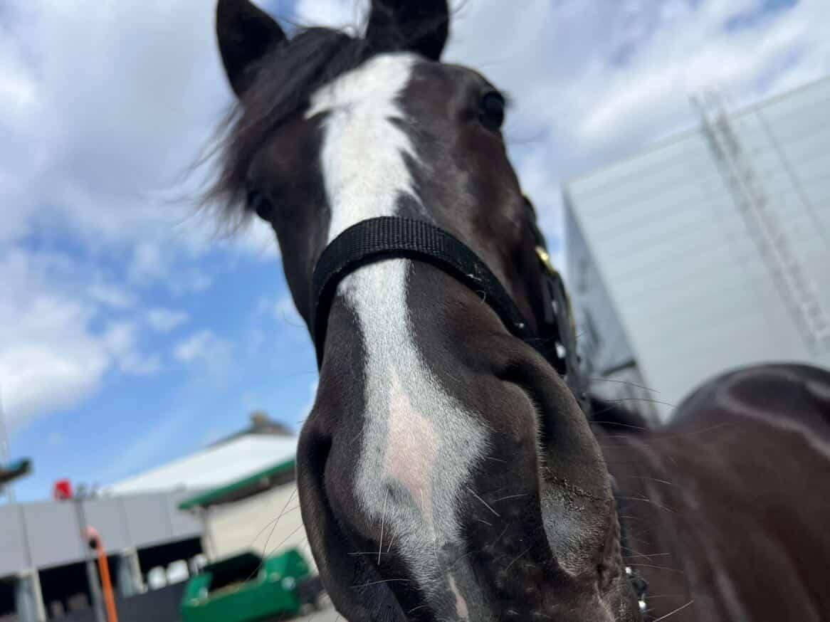 ラモンパンサーのサブ画像