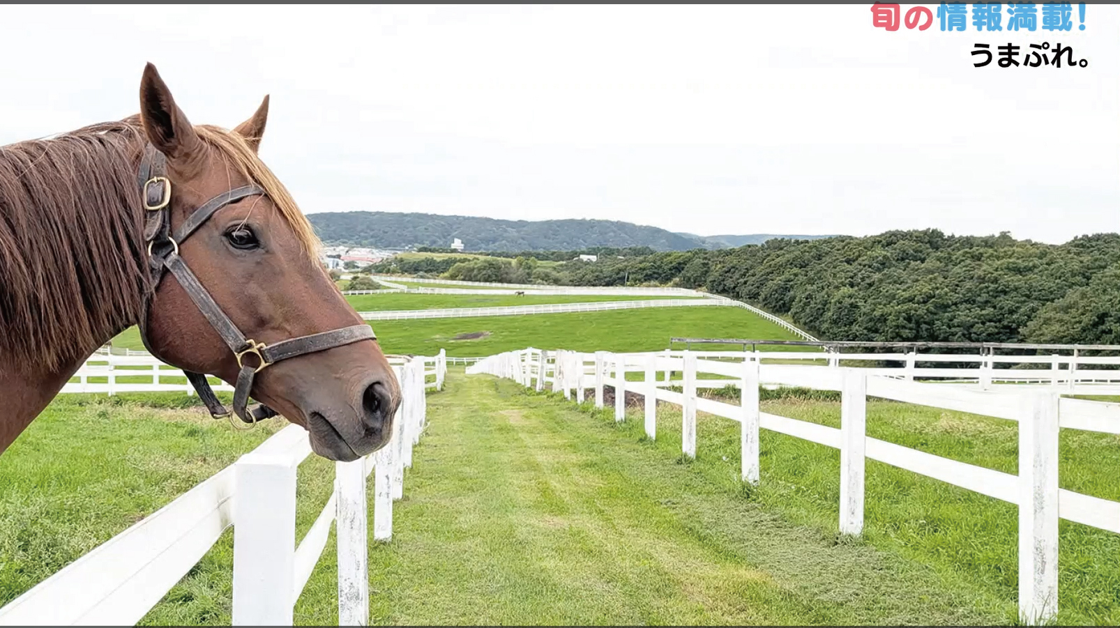 テレビ愛知【はちまるご】にて、【うまぷれ。】が紹介されました