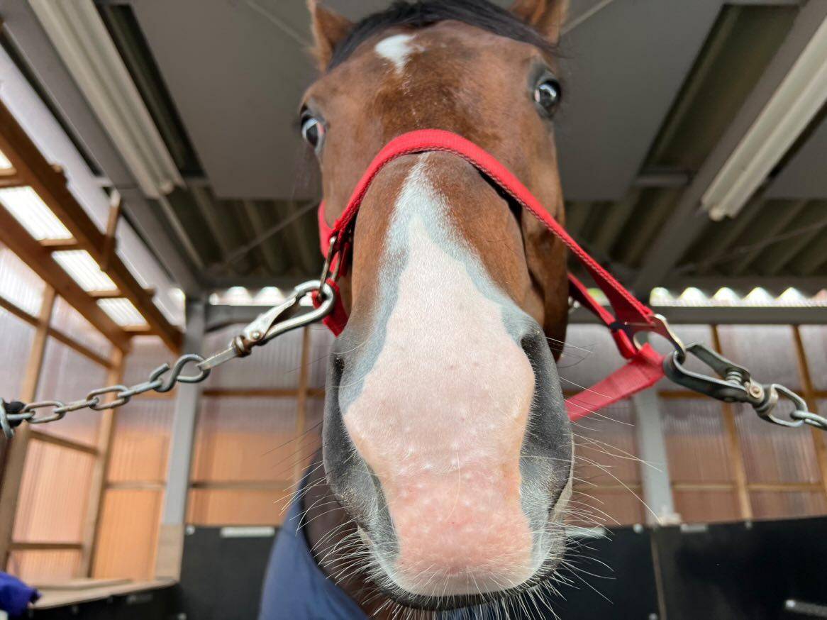 船橋競馬大津剛厩舎の「ルセルマンダムール」が参加しました。の1枚目画像