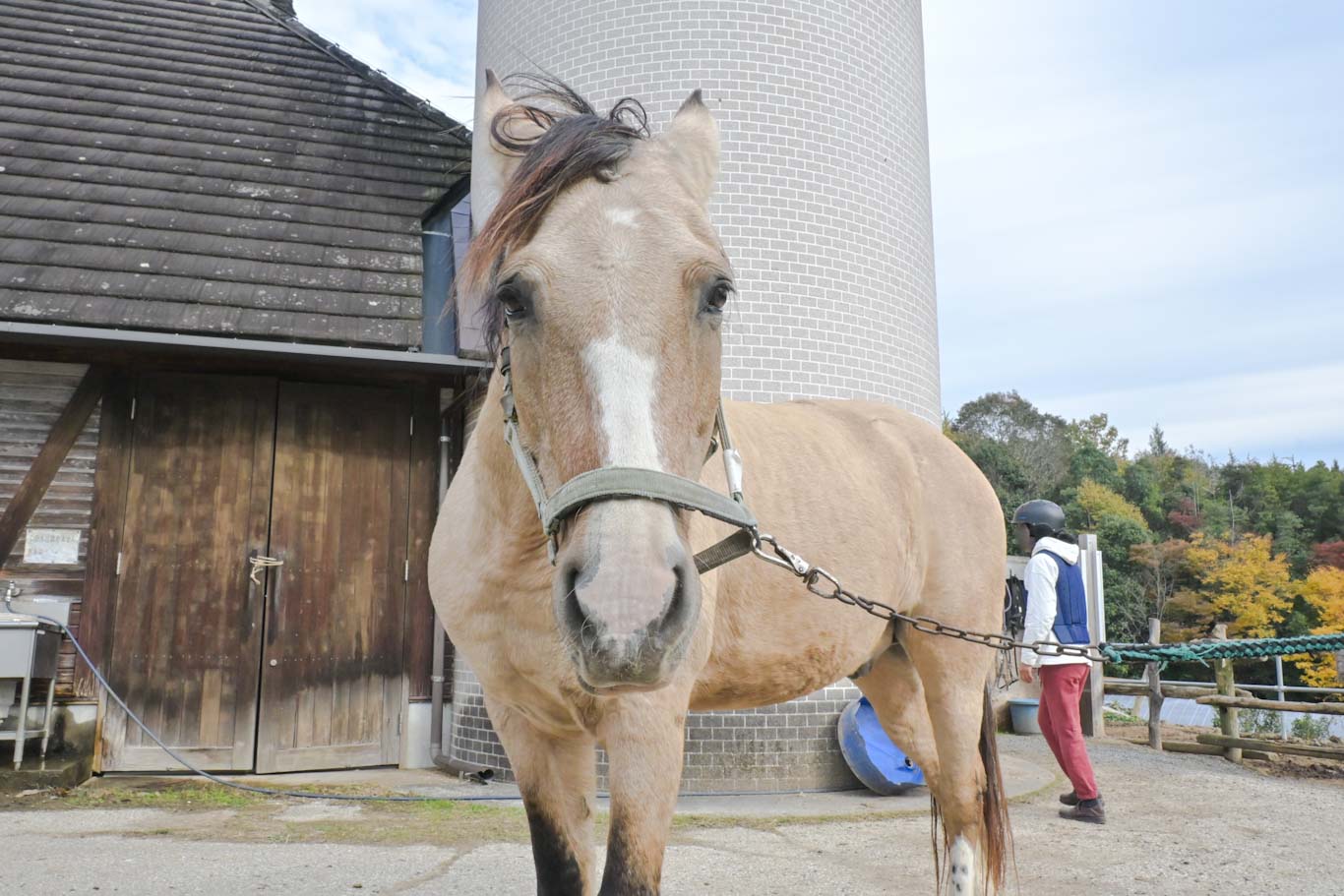 幻の馬「クリオージョ」血統の馬、マーシャル（元へレス）