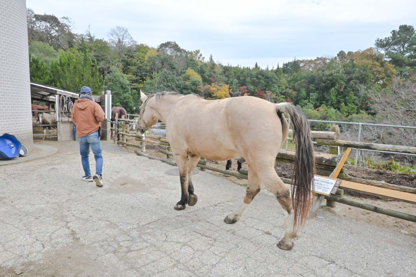 幻の馬「クリオージョ」血統の馬、マーシャル（元へレス）の2枚目画像