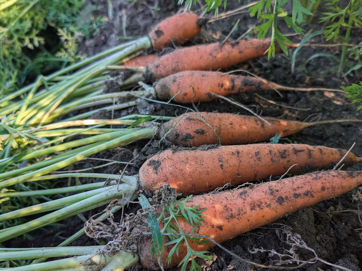 にんじんの出荷がスタートしました。の1枚目画像