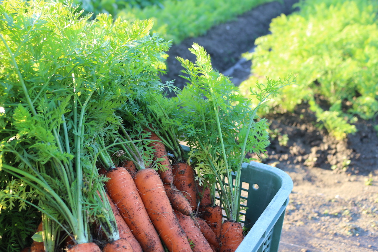 にんじんの出荷がスタートしました。の2枚目画像