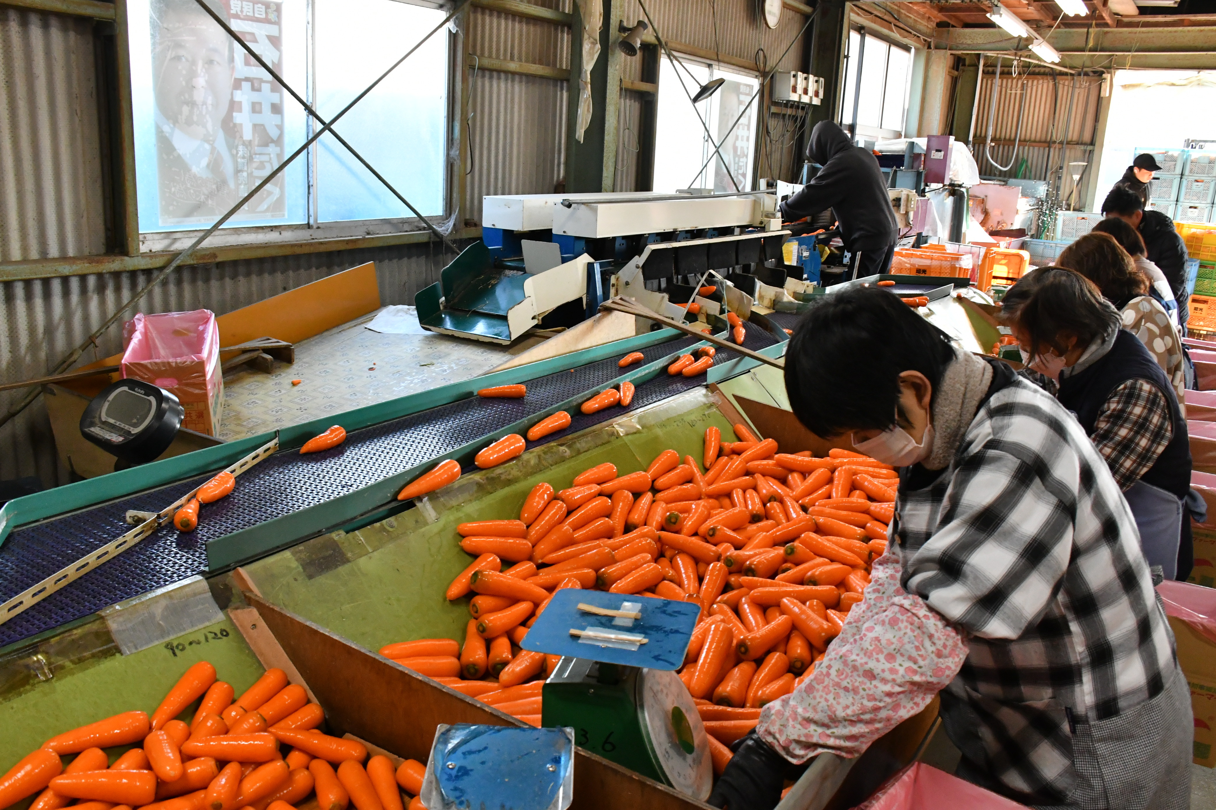 にんじんの出荷がスタートしました。の3枚目画像