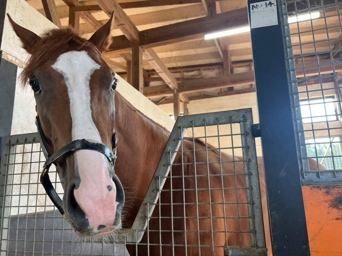 登録馬がいなくても馬の施設に贈ることができますの1枚目画像