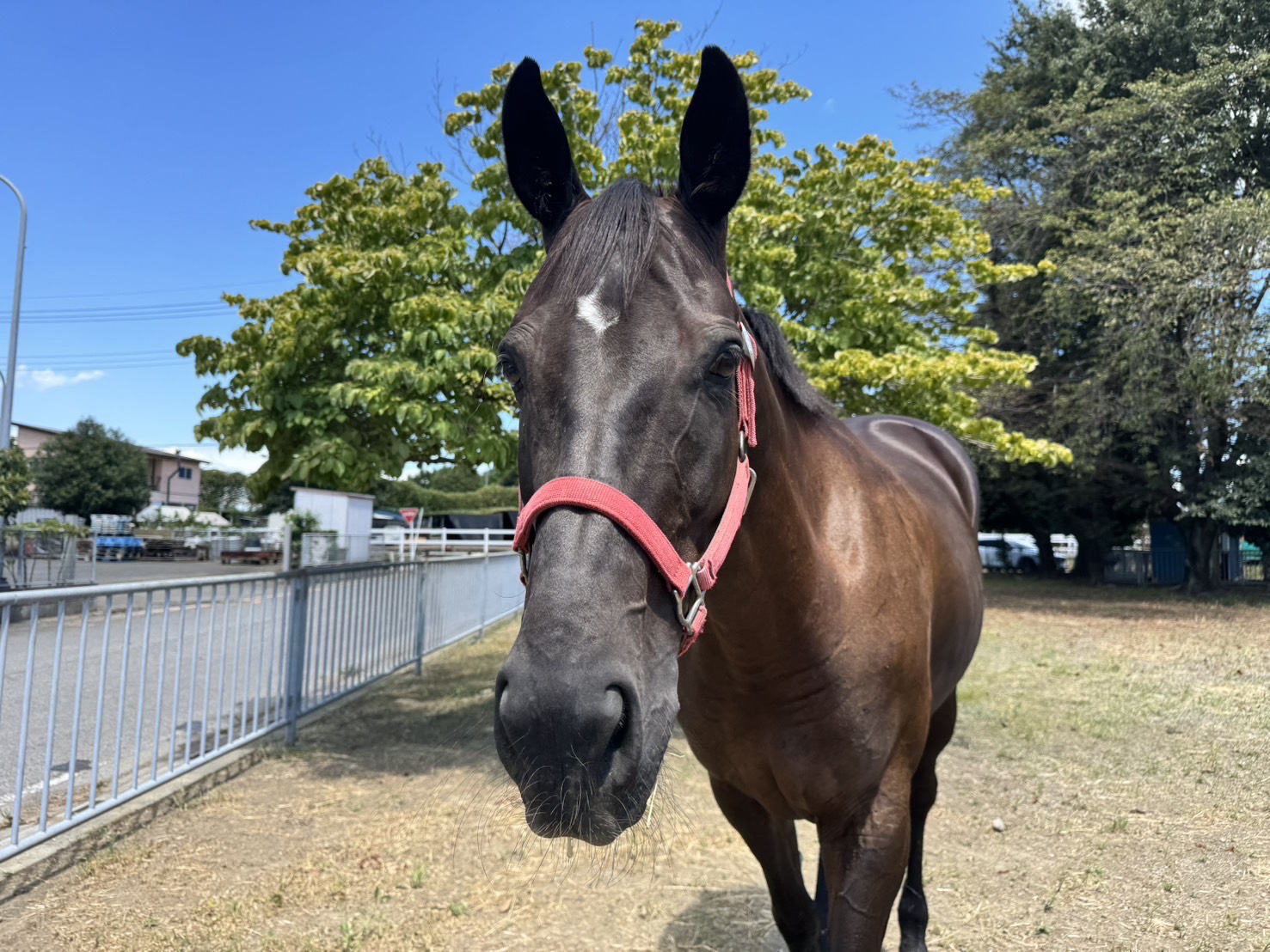 12月『うまのおやつ』を贈っていただいた皆様、ありがとうございました！の5枚目画像