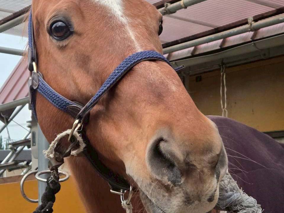 山口大学のキャプテンペリーが参加しました！