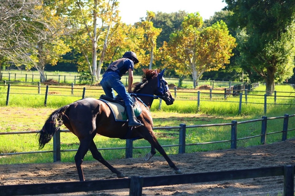 井ノ岡トレーニングセンターのカネノイロ、および育成中競走馬が参加しました!の3枚目画像