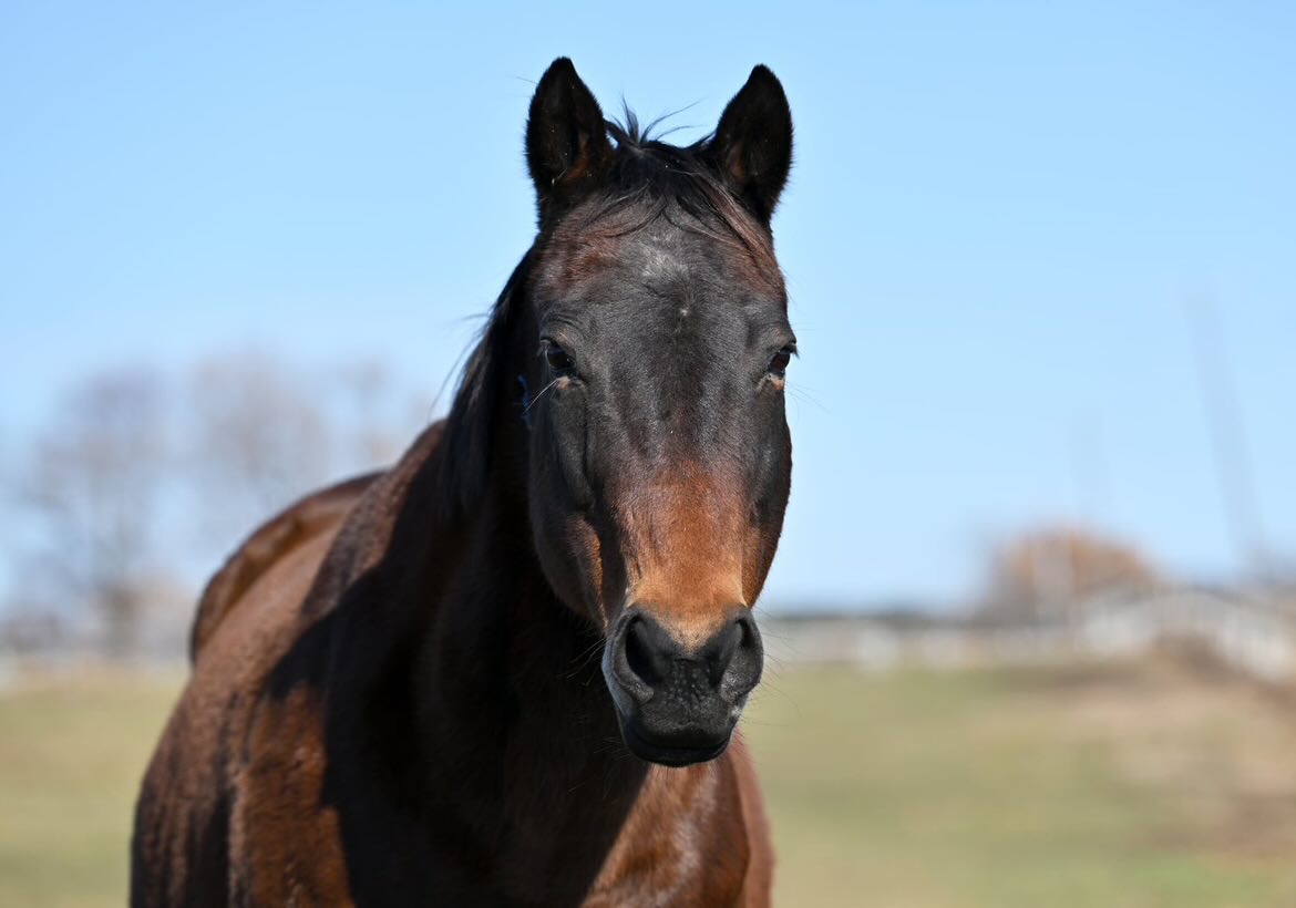 Stable Happy Voyageのアウトオブタイムが参加しました！の1枚目画像