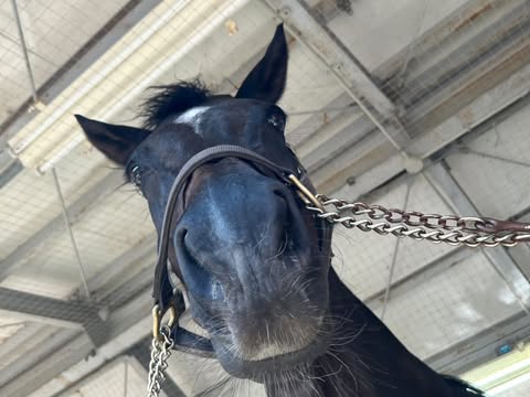 京都大学 体育会馬術部の京欅、アイリ、京恋、京桜、京砦、京毬藻が参加しました！の1枚目画像