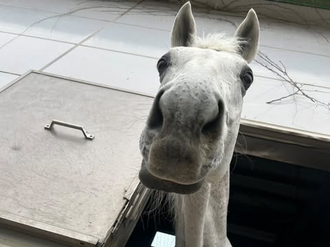 京都大学 体育会馬術部の京欅、アイリ、京恋、京桜、京砦、京毬藻が参加しました！の2枚目画像