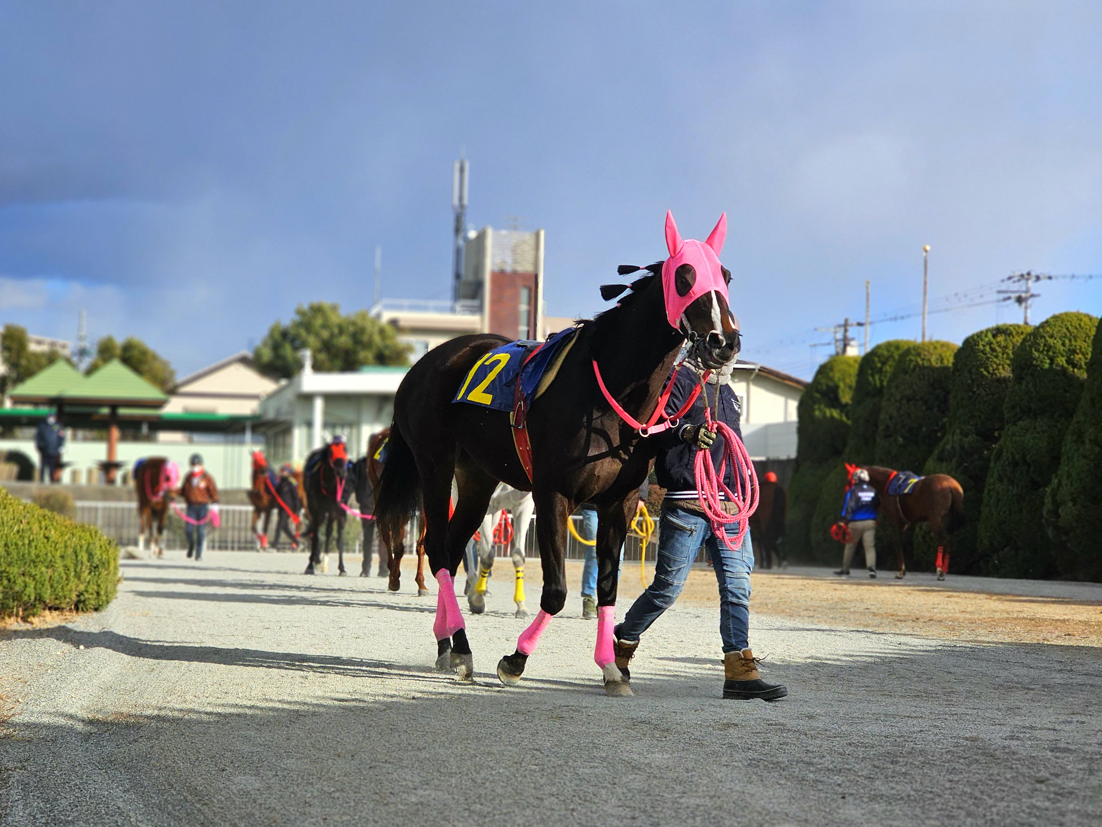 諏訪厩舎のお馬さん25頭が参加しました！の3枚目画像
