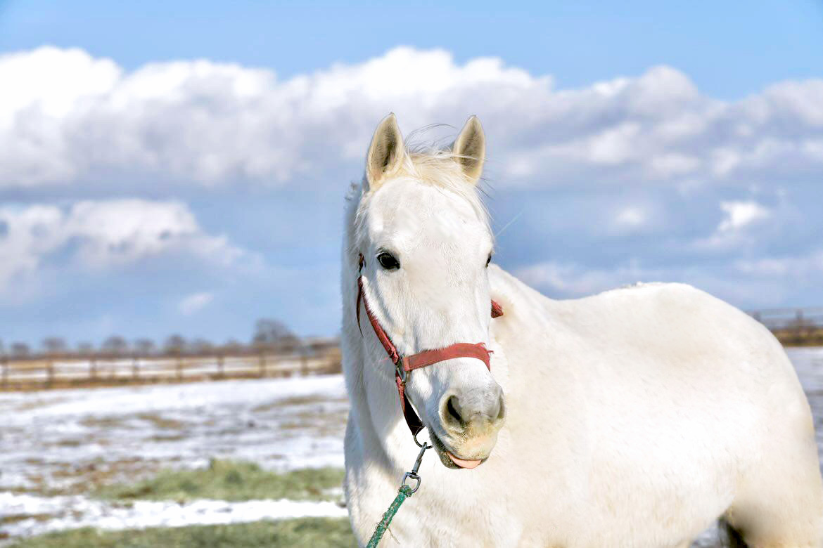 引退乗馬の会Happy Compassのキャプテントゥーレが参加しました。の1枚目画像