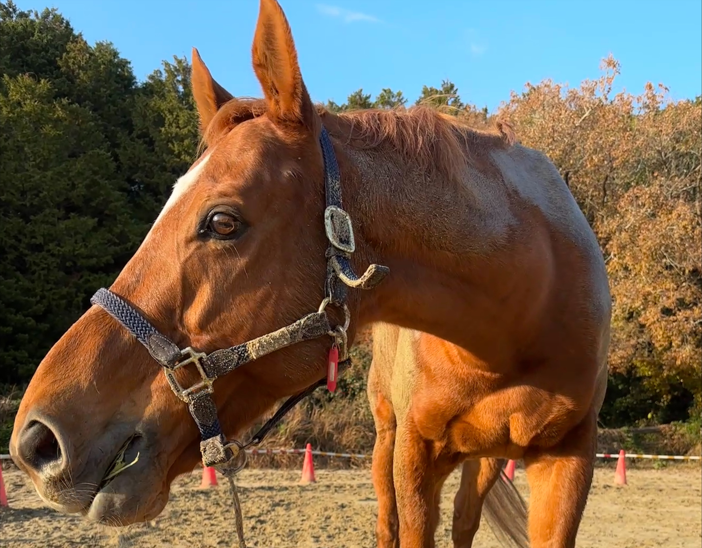 1月『うまのおやつ』を贈っていただいた皆様、ありがとうございました！の1枚目画像