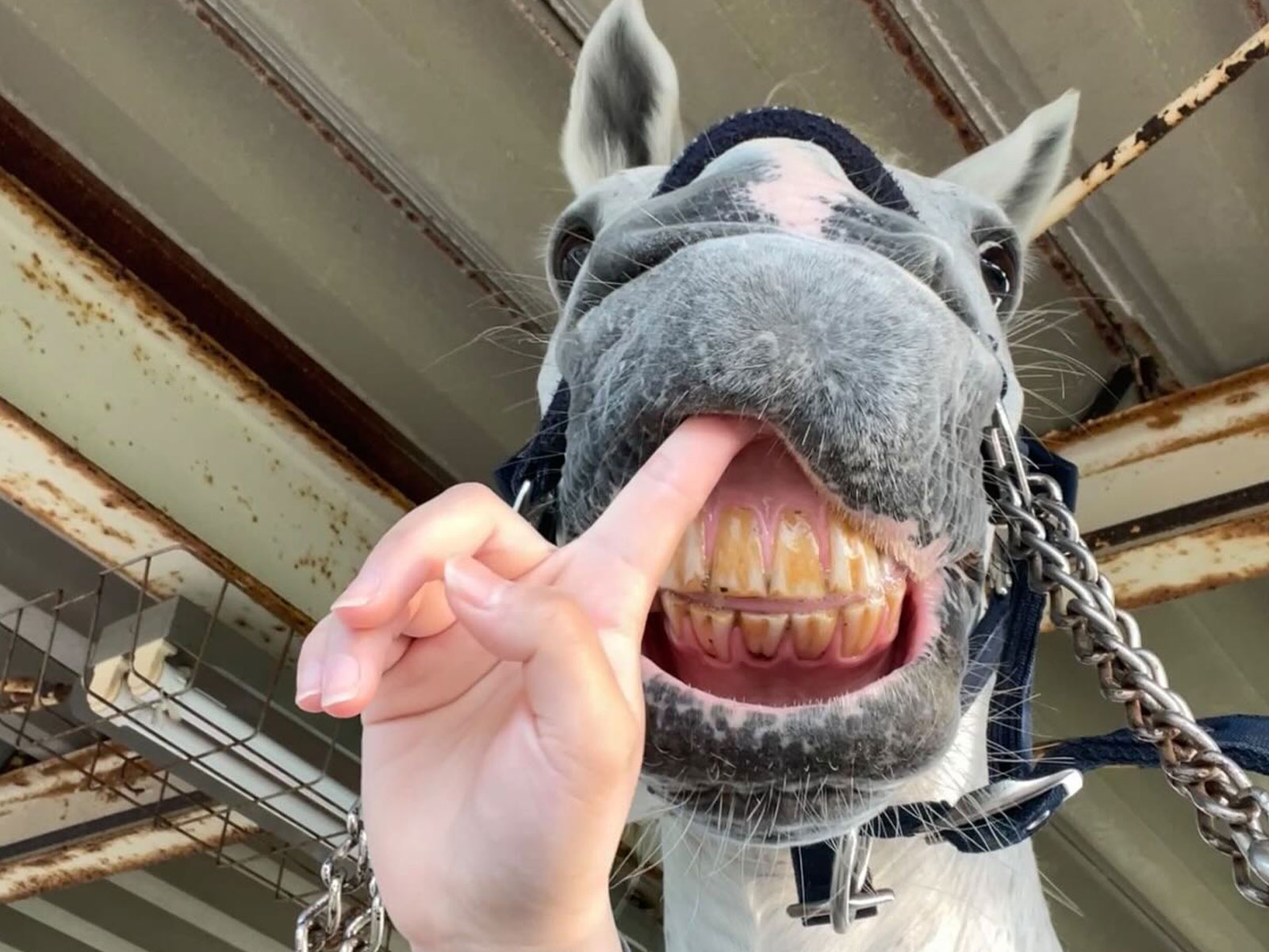 1月『うまのおやつ』を贈っていただいた皆様、ありがとうございました！の2枚目画像