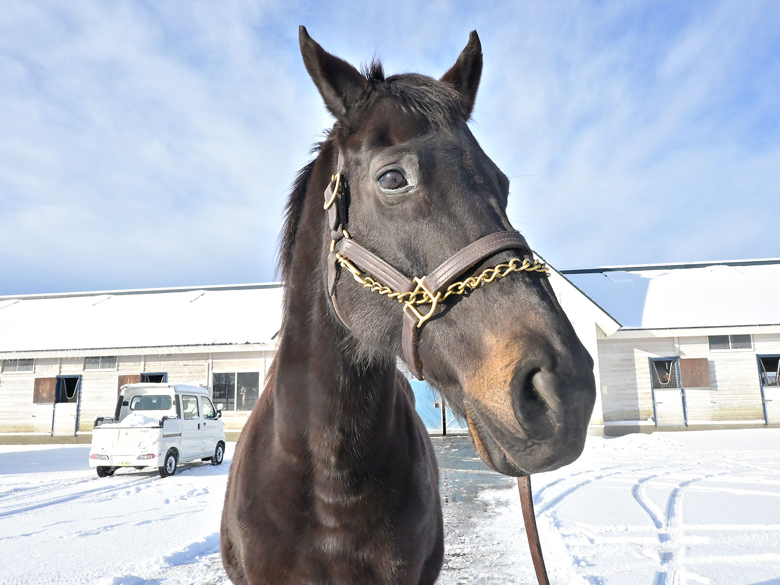 追分ファームのお馬さん5頭が参加しましたの1枚目画像