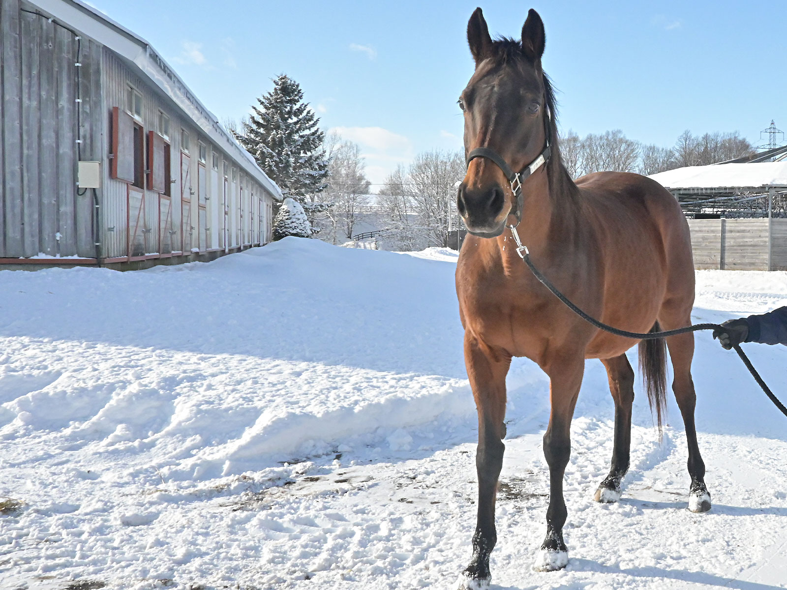 追分ファームのお馬さん5頭が参加しましたの3枚目画像