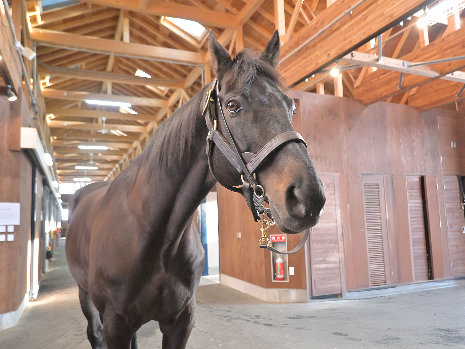 追分ファームのお馬さん5頭が参加しましたの4枚目画像