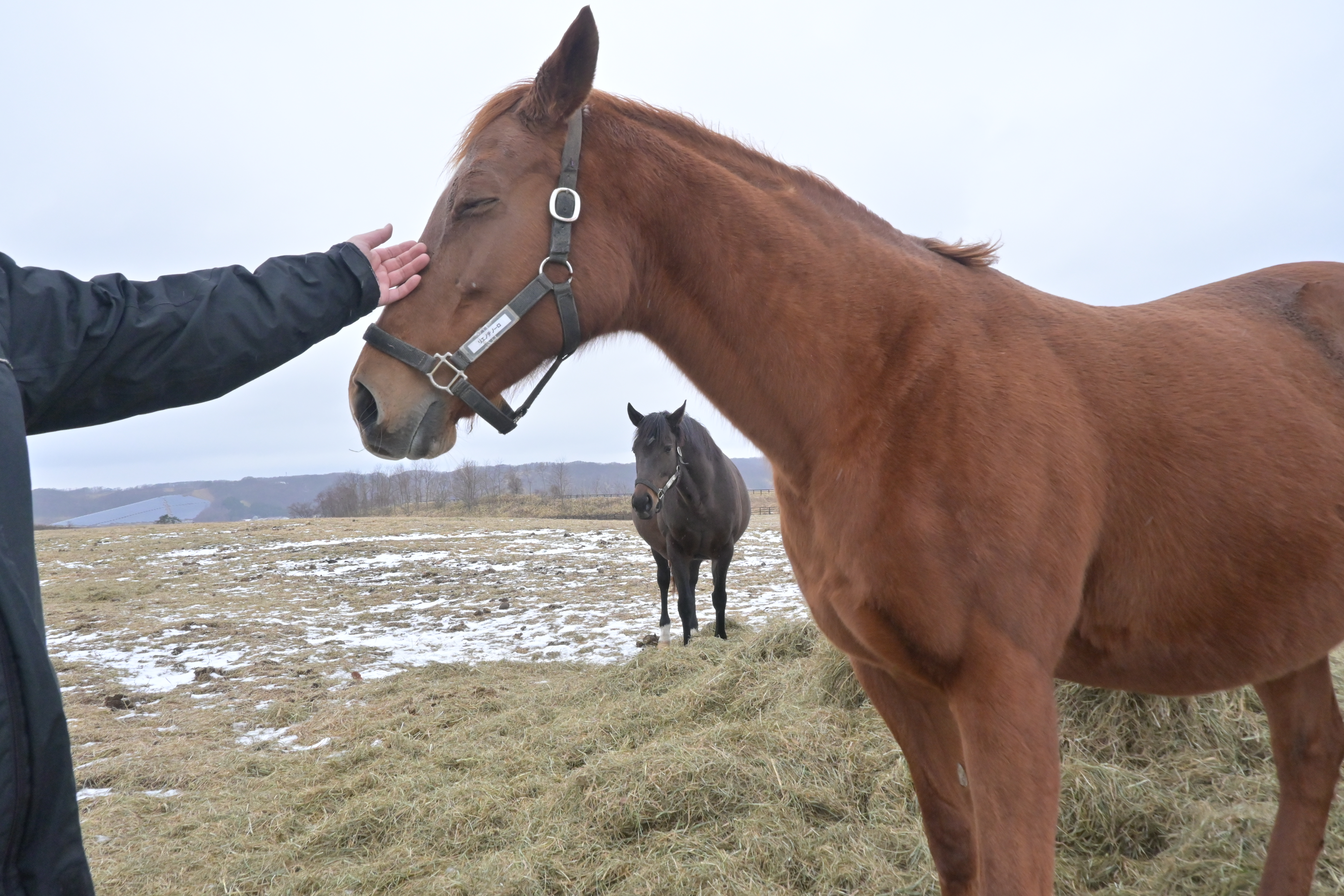 リョウケンファームのミシシッピテソーロ・デトロイトテソーロ・リエノテソーロが【うまぷれ。】に参加しました！の3枚目画像