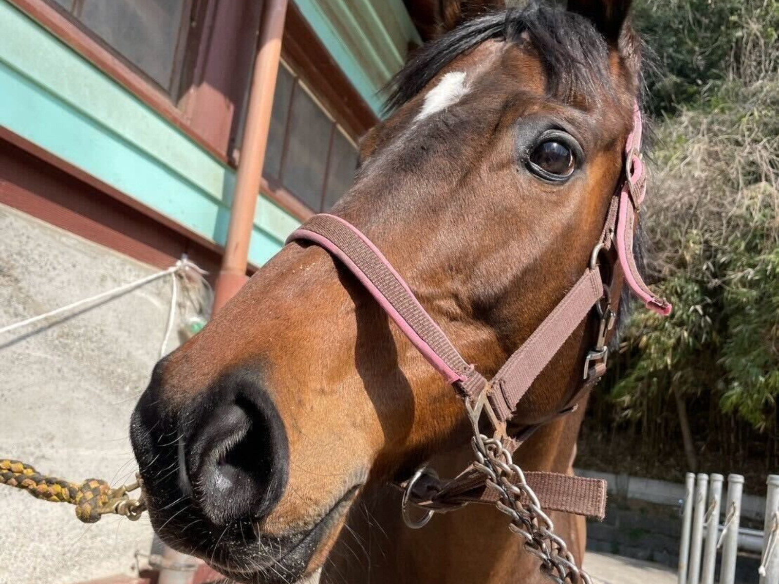 学習院大学馬術部のお馬さん6頭が参加しました。の5枚目画像