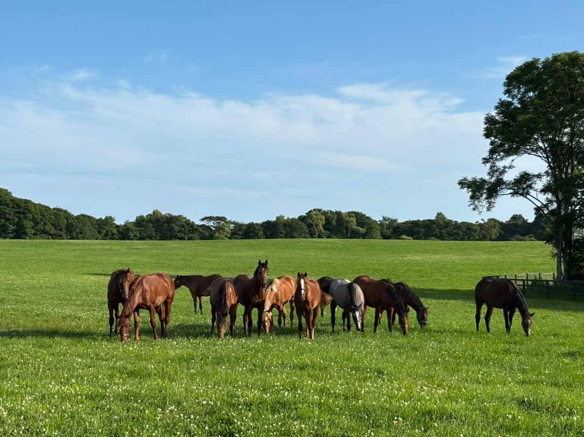 ウシュバテソーロやモンブランテソーロなど他施設に在厩している種牡馬につきましての1枚目画像
