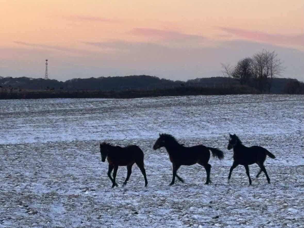 ウシュバテソーロやモンブランテソーロなど他施設に在厩している種牡馬につきましての4枚目画像